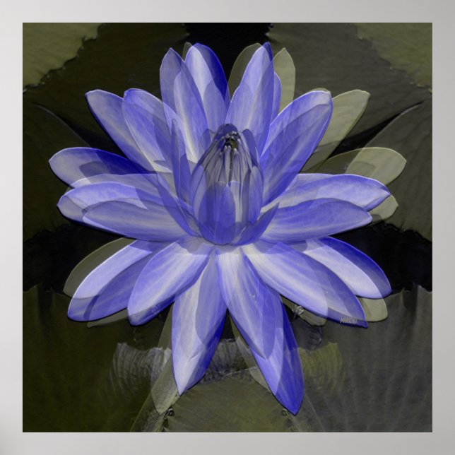 Poster Lovely blue lily..... (Frente)