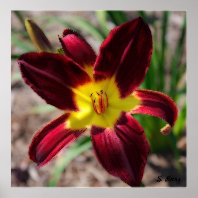 Pôster Lovely Lily (Frente)