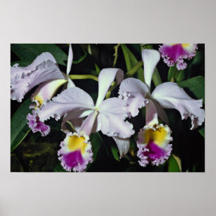 Pôster LovelyOrchid, cattleya-híbrido, cattleya (trianae