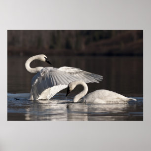 Poster Loving Swans