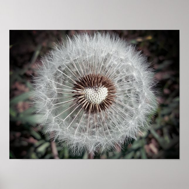 Poster Löwenzahn (Frente)