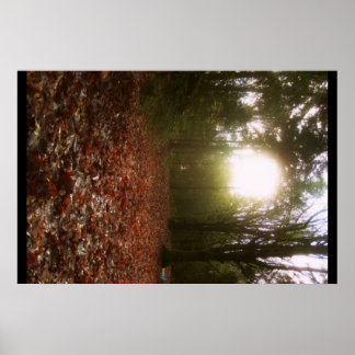 Pôster Lower Woodland