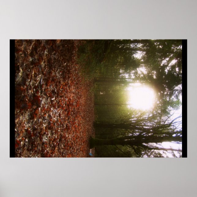 Pôster Lower Woodland (Frente)