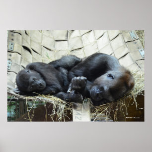Poster Lowland Gorillas Napping