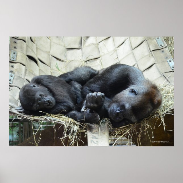 Poster Lowland Gorillas Napping (Frente)