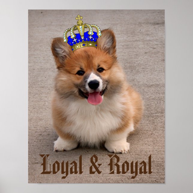 Poster Loyal e Royal Corgi Puppy (Frente)