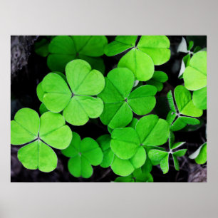 Pôster Lucky Clovers