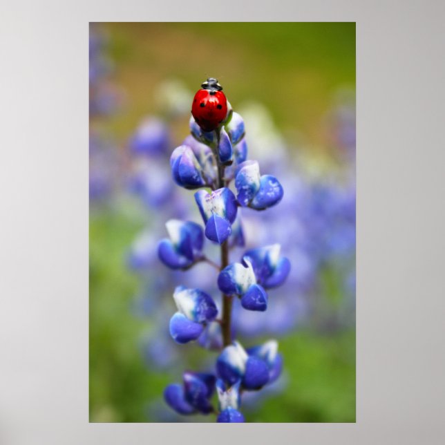 Poster Lucky Lady Bugs (Frente)