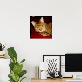 Poster Lucy Gatinho