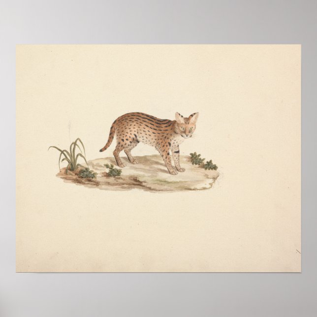 Poster Luigi Balugani - Africano Wildcat ou Serval (Frente)
