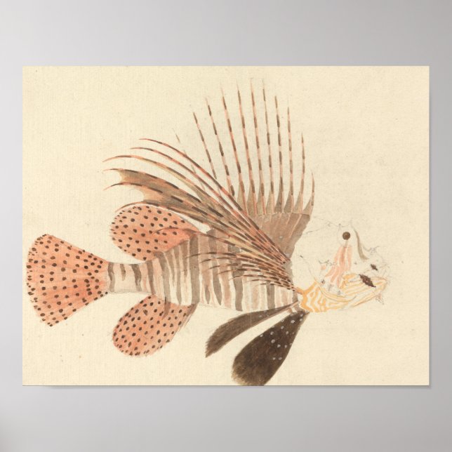 Poster Luigi Balugani - Lionfish (Frente)