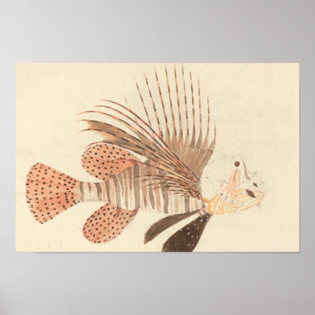 Poster Luigi Balugani - Lionfish (Frente)