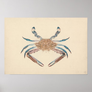 Poster Luigi Balugani - Portunua Pelagicus - Caranguejo A