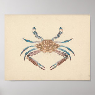 Poster Luigi Balugani - Portunua Pelagicus - Caranguejo A