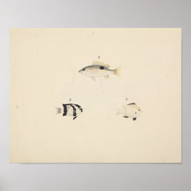 Poster Luigi Balugani - Three Unidentified Fish (Frente)