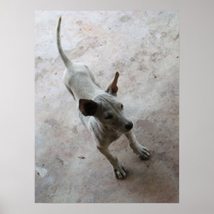 Pôster Luk Maa ... Cachorrinho Thai Soi