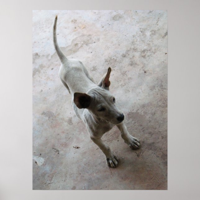 Pôster Luk Maa ... Cachorrinho Thai Soi (Frente)