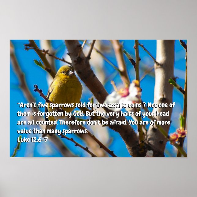 Poster Luke 12:6-7 (Frente)