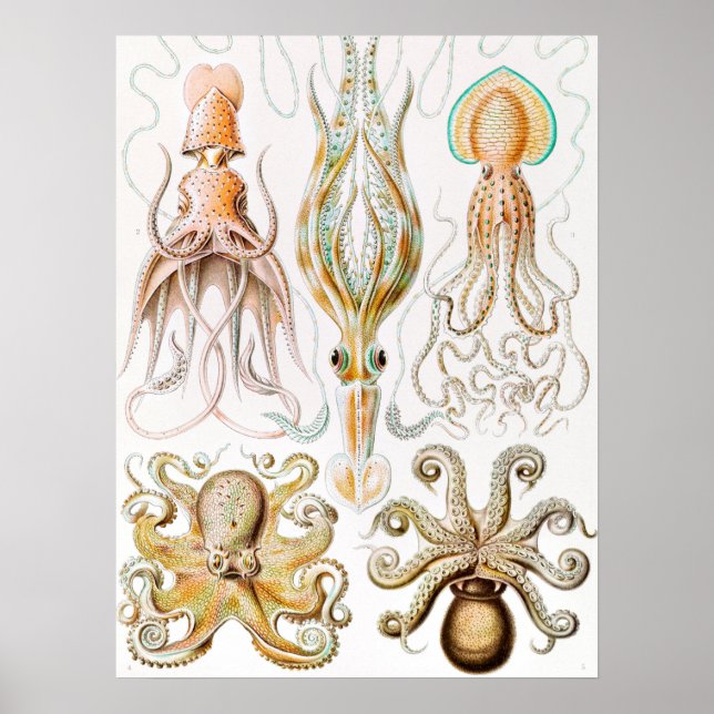 Poster Lula de Octopus, Gamochonia por Ernst Haeckel (Frente)