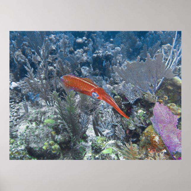 Poster Lula de recife (Frente)