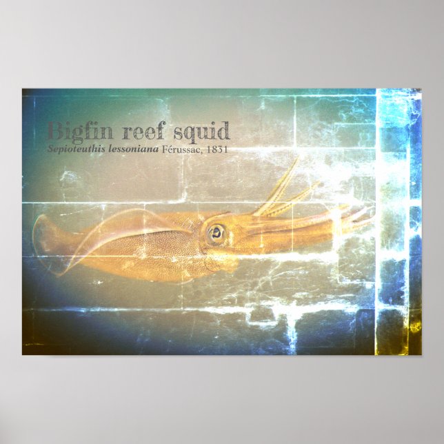 Pôster Lula de recife de porco, Sepioteuthis lioniana, (Frente)
