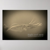 Lula de recife de porco, Sepioteuthis lioniana,