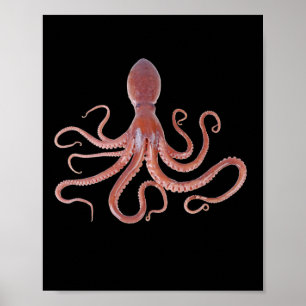 Poster Lula Gigante Do Oceano Para Amantes de os animais