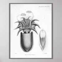 Lula Vintage Cephalopome Sea Creatures Art Impress