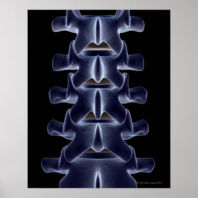 Poster Lumbar Vertebra 2 (Frente)
