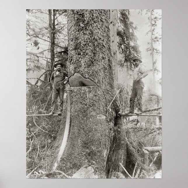 Poster Lumberjacks com Giant Fir, 1905. Vintage Photo (Frente)
