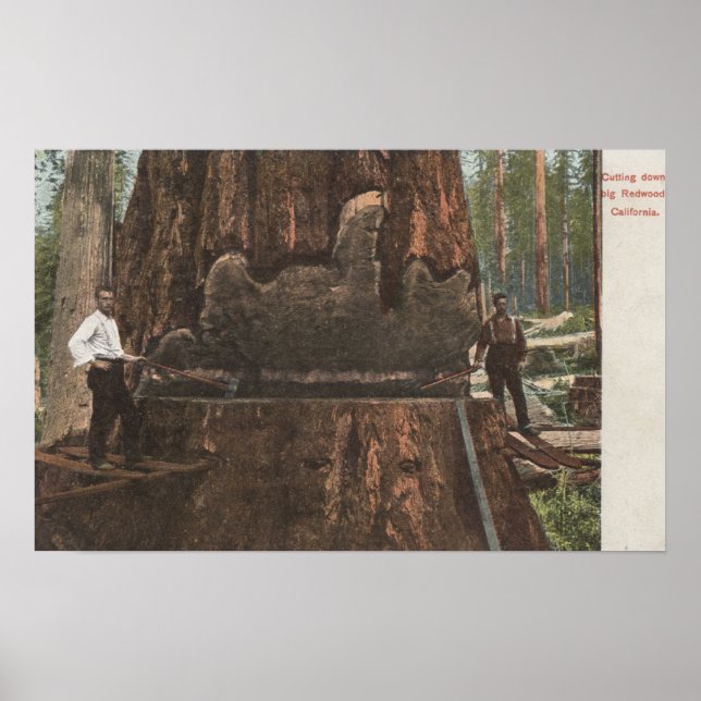 Pôster Lumberjacks cortando uma árvore Sequoia (Frente)