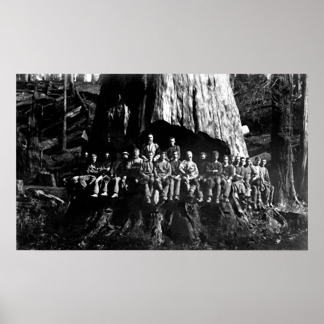 Pôster LUMBERJACKS em SUBCOT — 1884 (Frente)