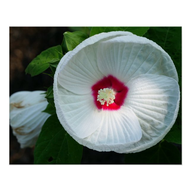 Pôster Luna Hibiscus (Frente)