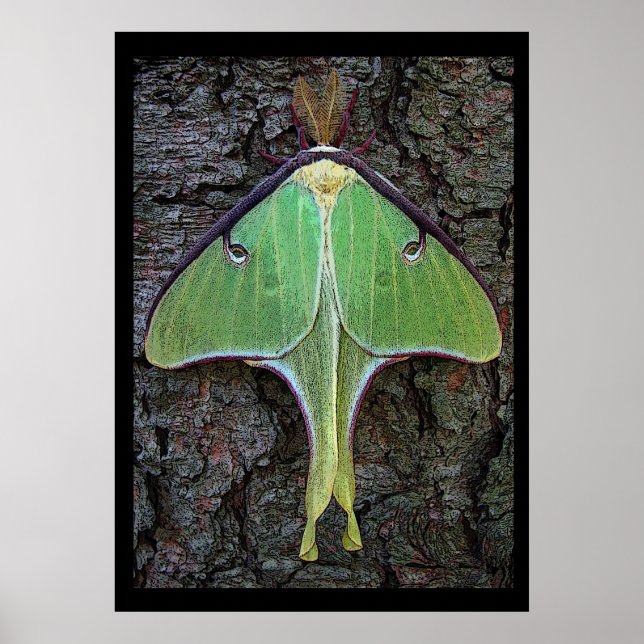 Pôster Luna Moth (Frente)