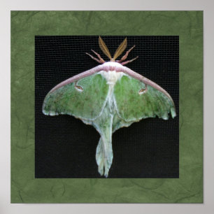 Pôster Luna Moth Photo Print