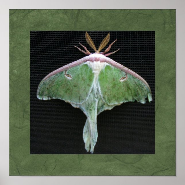 Pôster Luna Moth Photo Print (Frente)