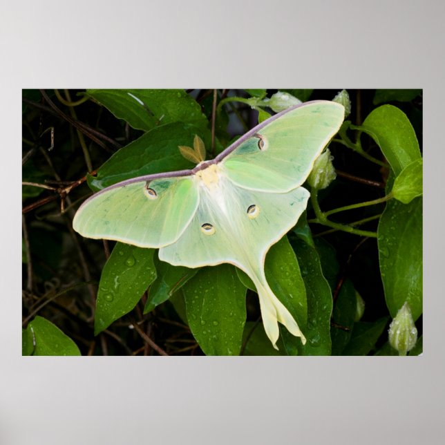 Poster Luna Moth sobre Carnaby Clematis (Frente)