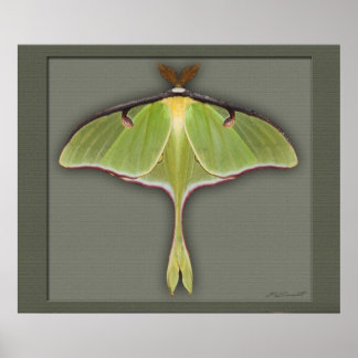 Pôster Luna Print -28x24 -other sizes available