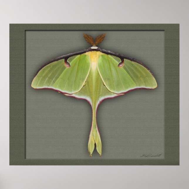 Pôster Luna Print -28x24 -other sizes available (Frente)