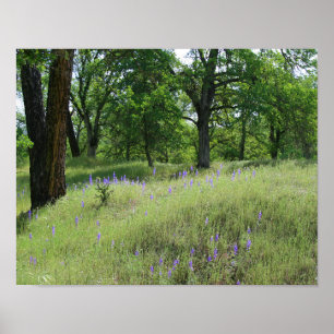 Pôster Lupina, Paisagem De Árvore De Oak