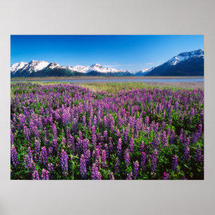 Poster Lupinas em Bloom   Montanhas Kenai, Alasca