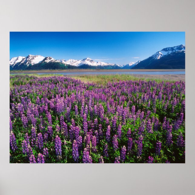 Poster Lupinas em Bloom | Montanhas Kenai, Alasca (Frente)