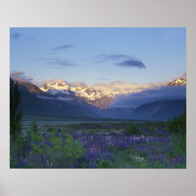 Poster Lupine and the Main Divide, Arthur's Pass, South (Frente)