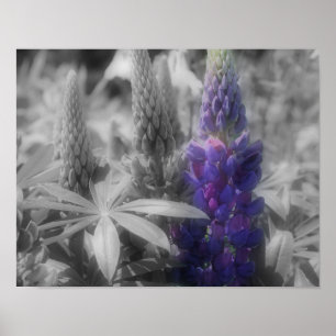 Poster Lupine Flower Trio Partial Color