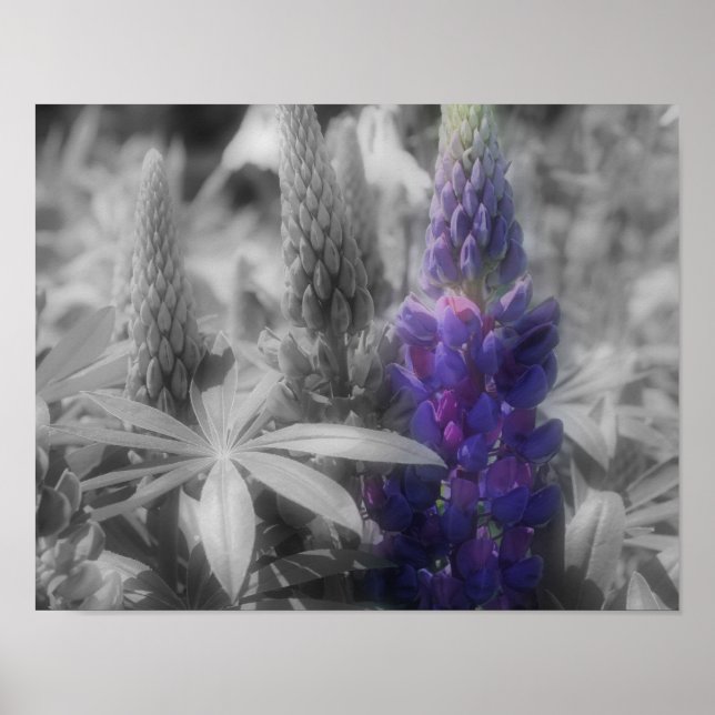 Poster Lupine Flower Trio Partial Color (Frente)