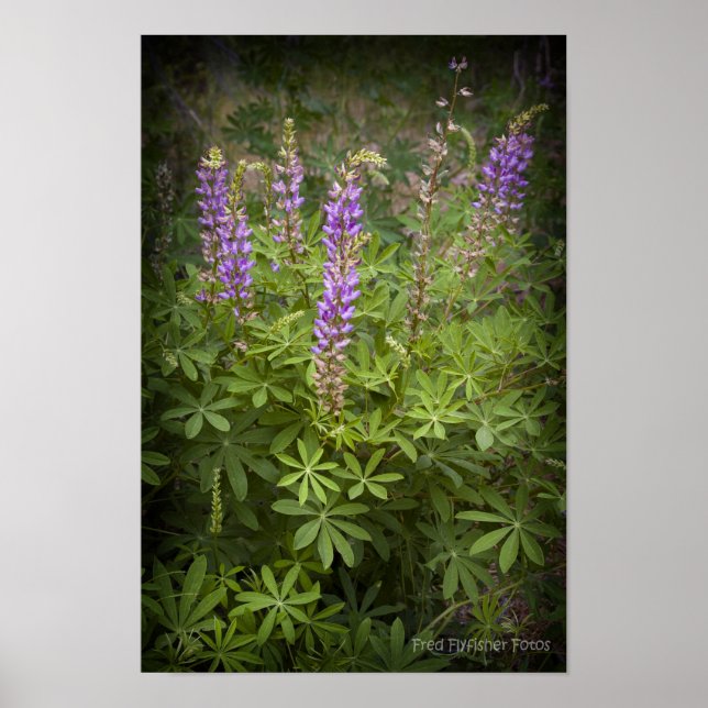 Pôster Lupine Vignette (Frente)