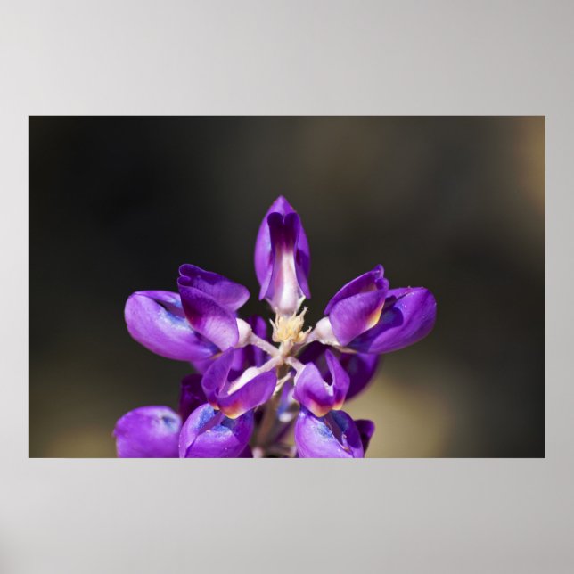 Pôster Lupine Wonder (Frente)