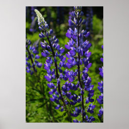 Poster Lupines azuis