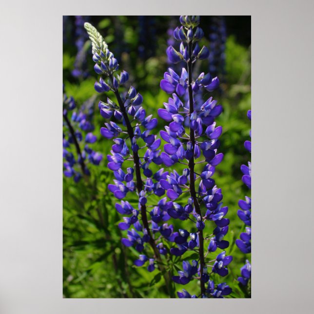 Poster Lupines azuis (Frente)