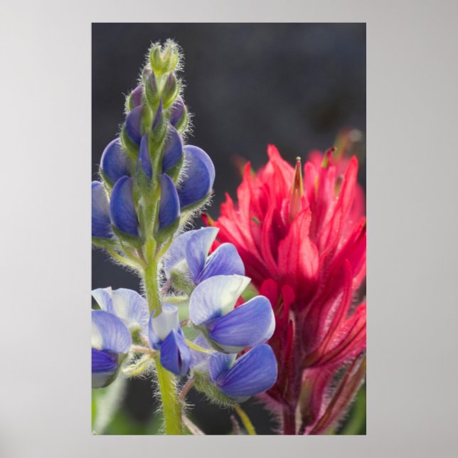 Poster Lupino Prateado, Pincel de Lavanda (Frente)
